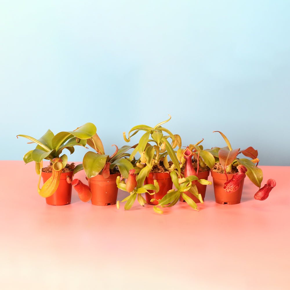 Party of Five Carnivorous Plant Bundle - Cheeky Garden