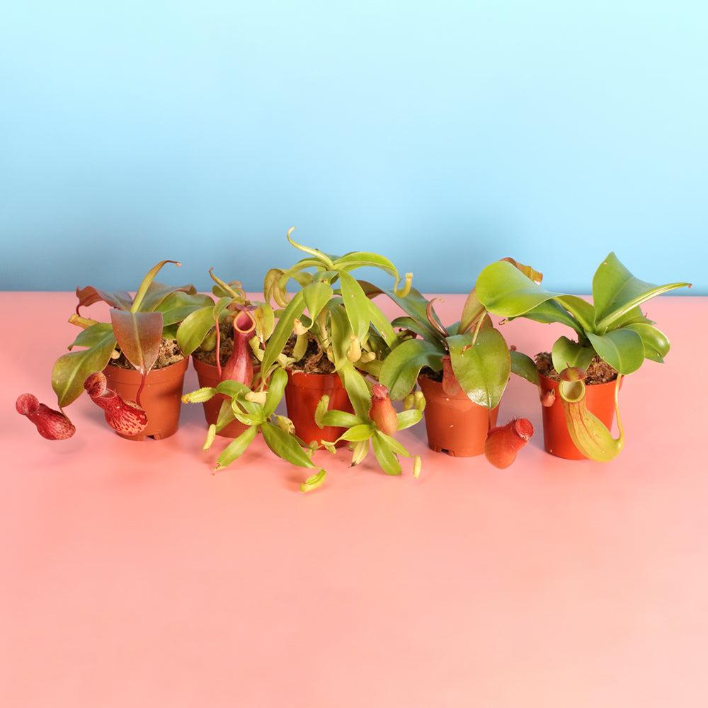 Party of Five Carnivorous Plant Bundle - Cheeky Garden