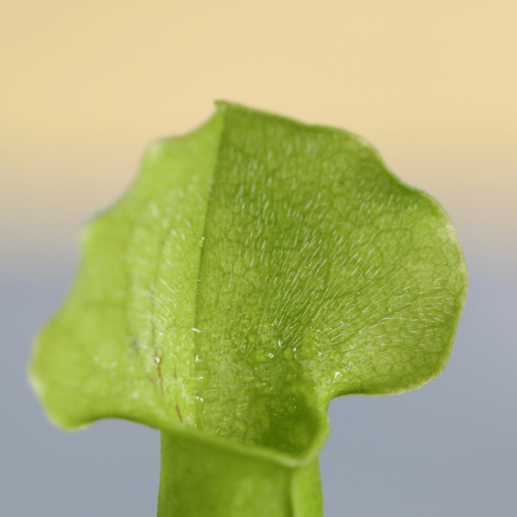 Party of Five Carnivorous Plant Bundle - Cheeky Garden