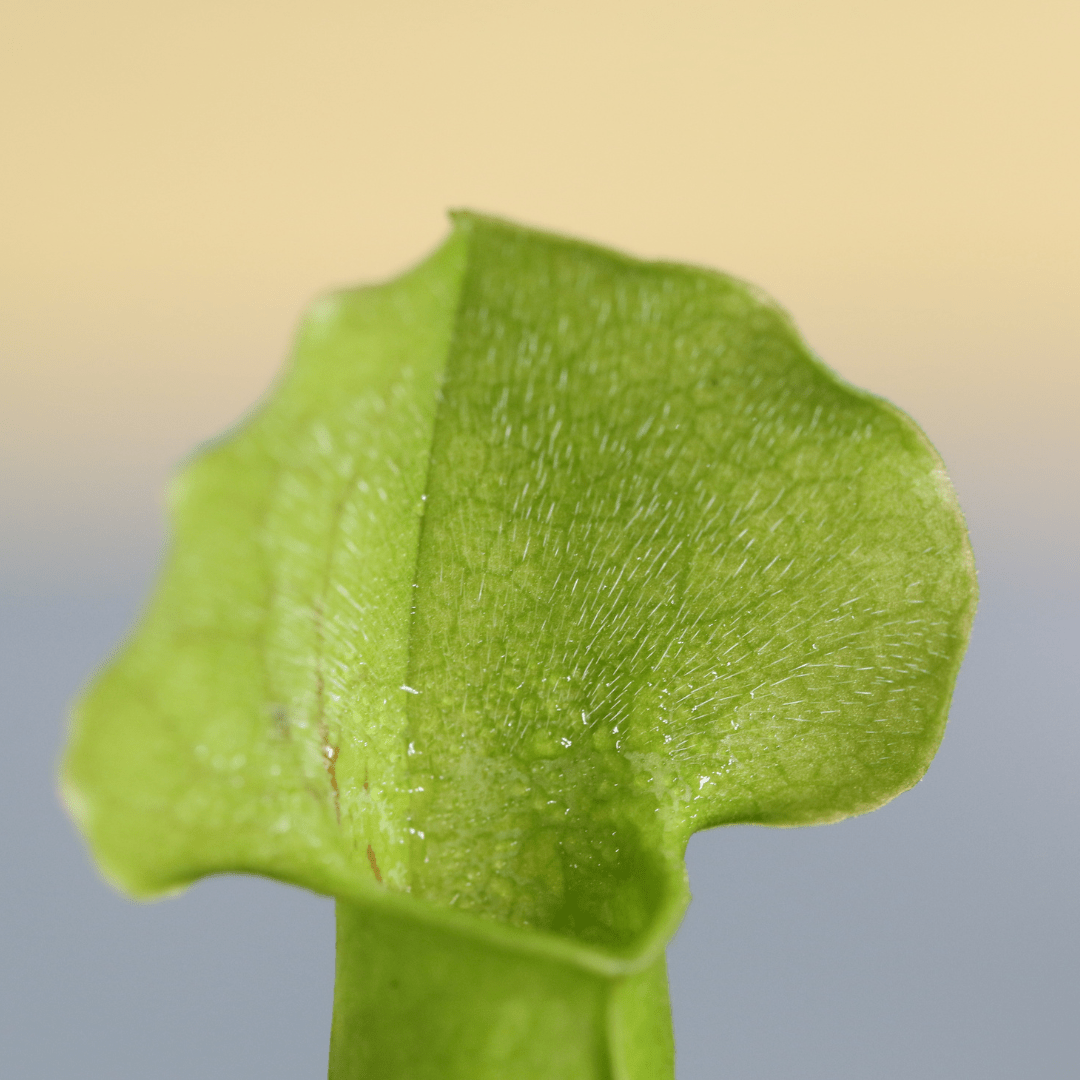 Party of Five Carnivorous Plant Bundle - Cheeky Garden