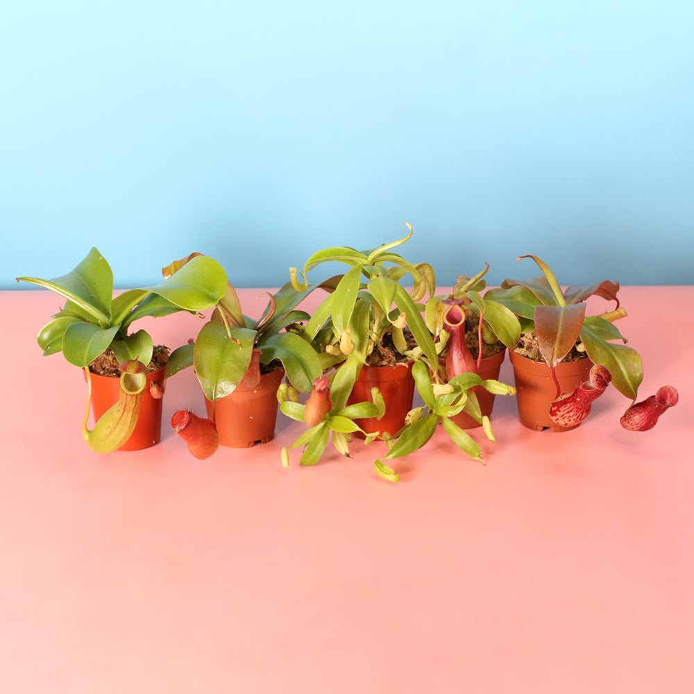 Party of Five Carnivorous Plant Bundle - Cheeky Garden