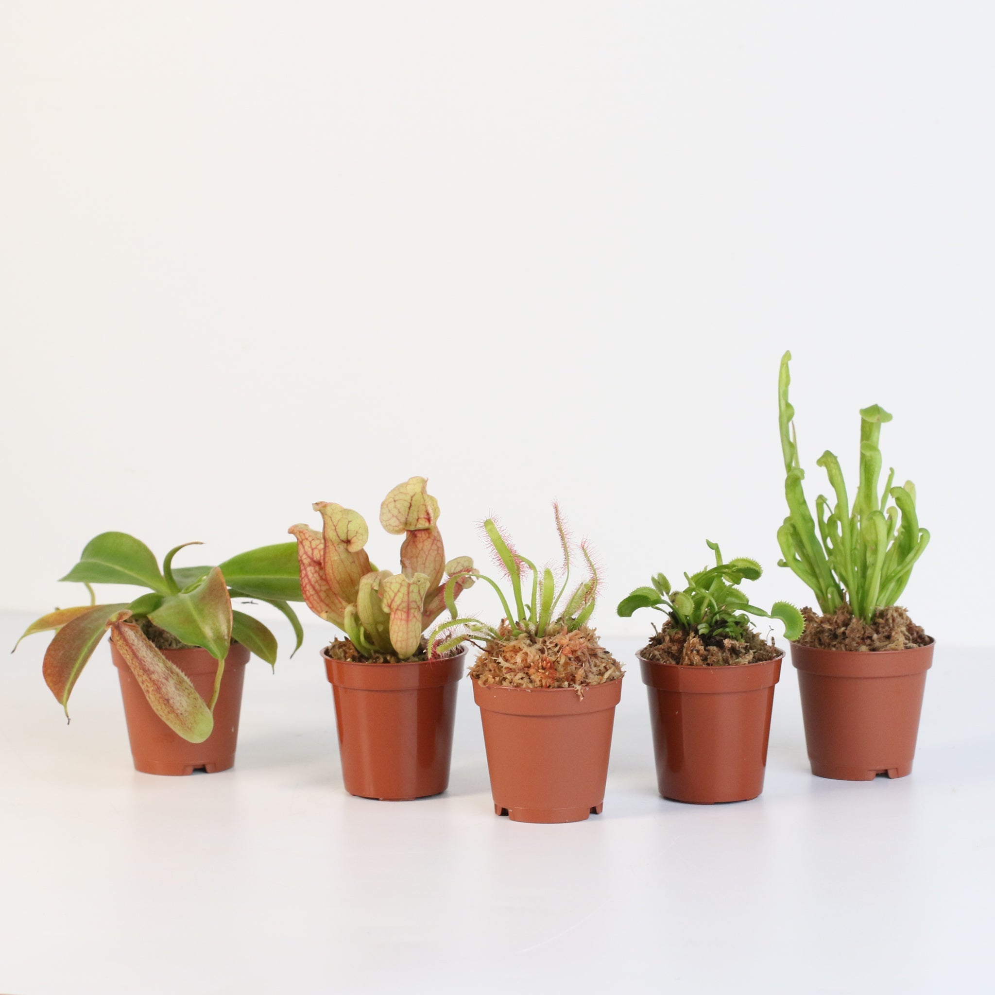 Party of Five Carnivorous Plant Bundle - Cheeky Garden
