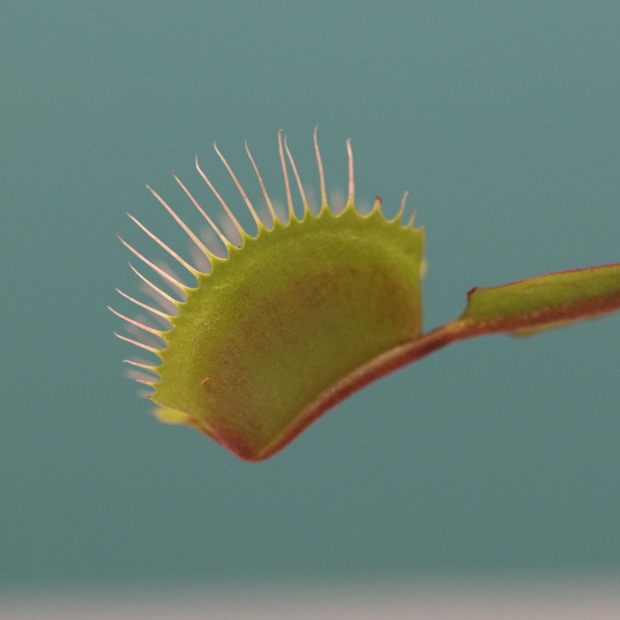 Party of Five Carnivorous Plant Bundle - Cheeky Garden