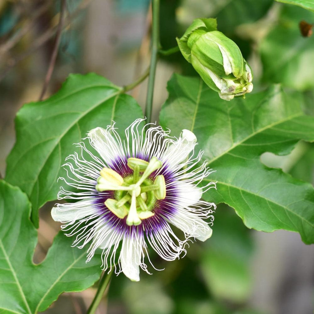 Passion Fruit - Cheeky Garden