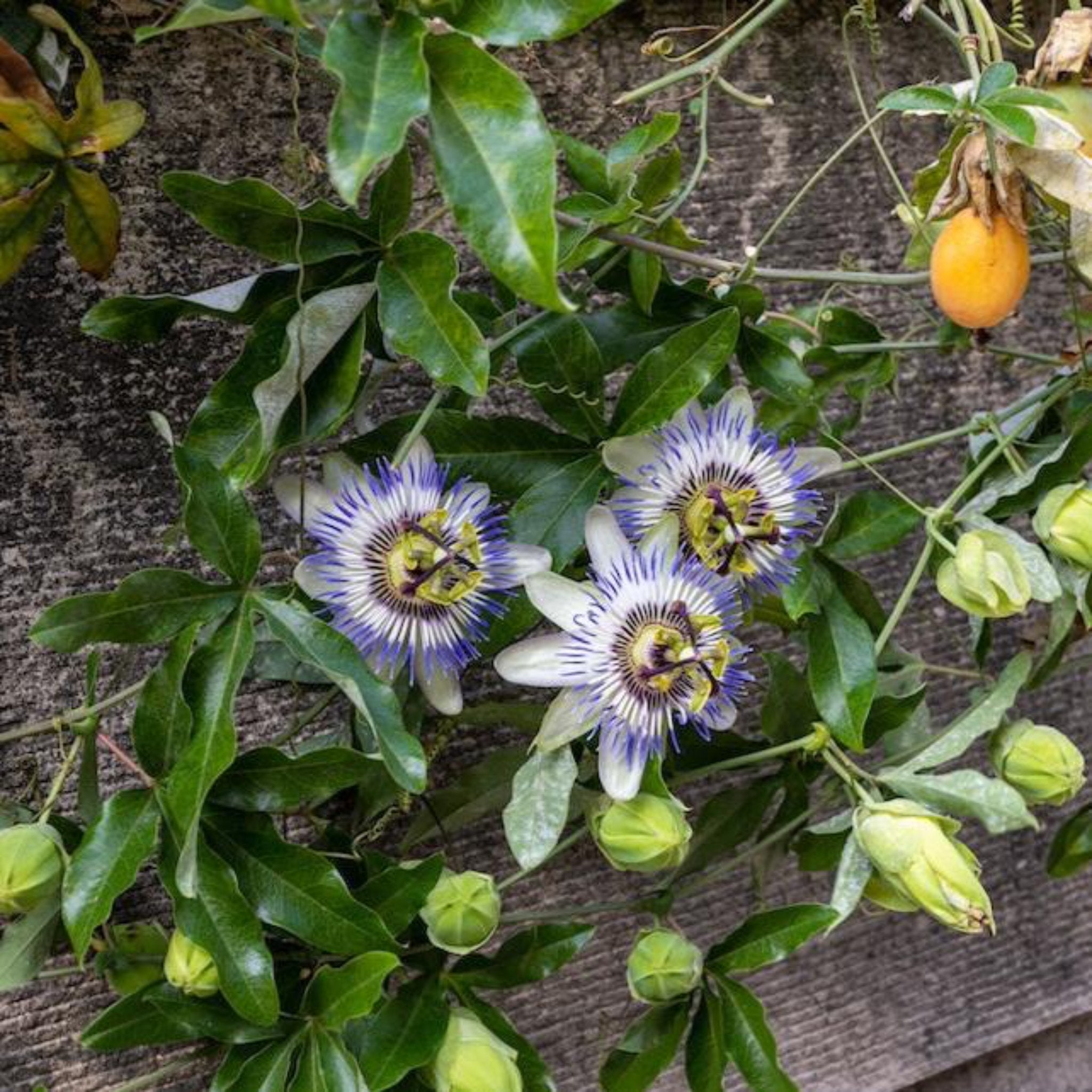 Passion Fruit - Cheeky Garden