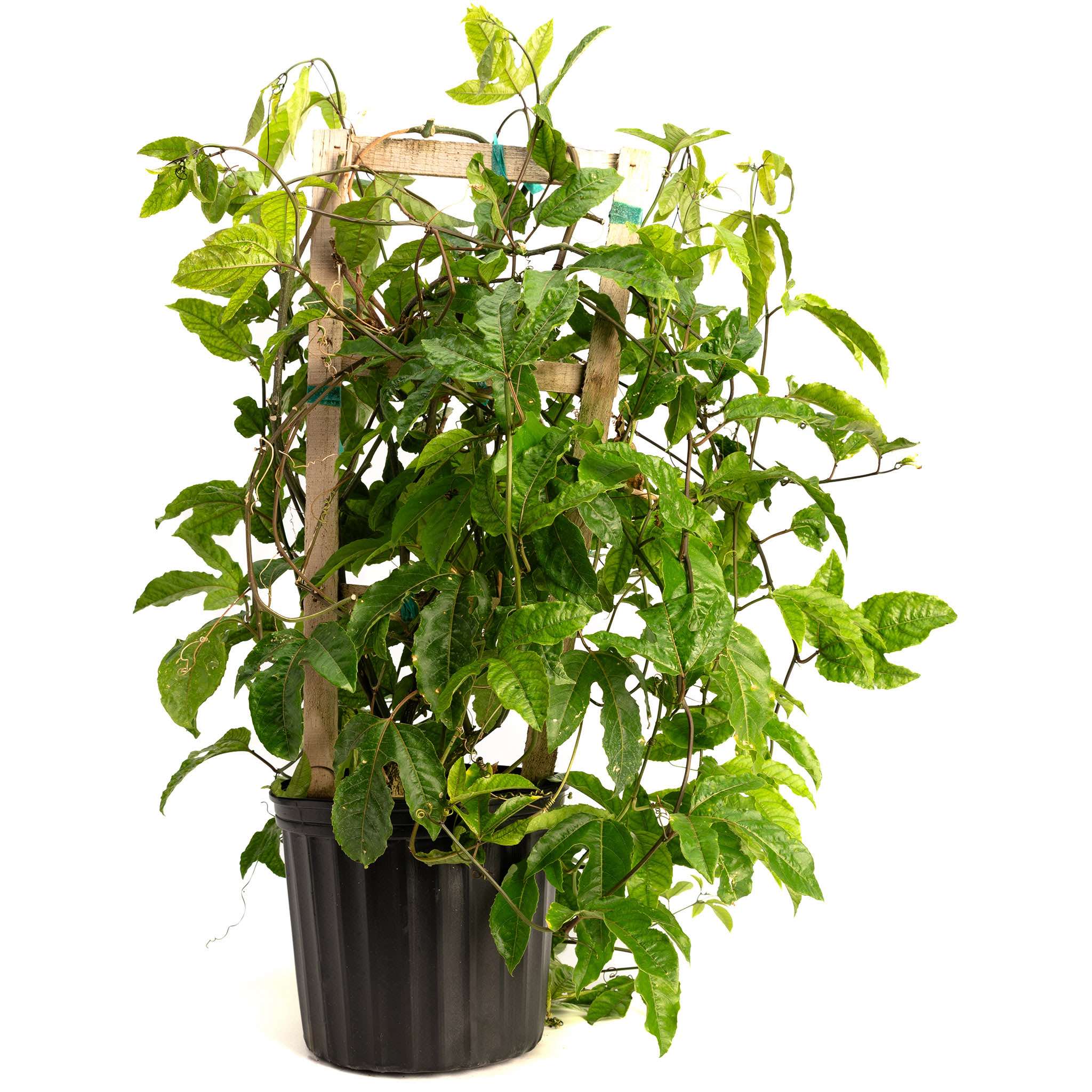 Passion Fruit - Cheeky Garden