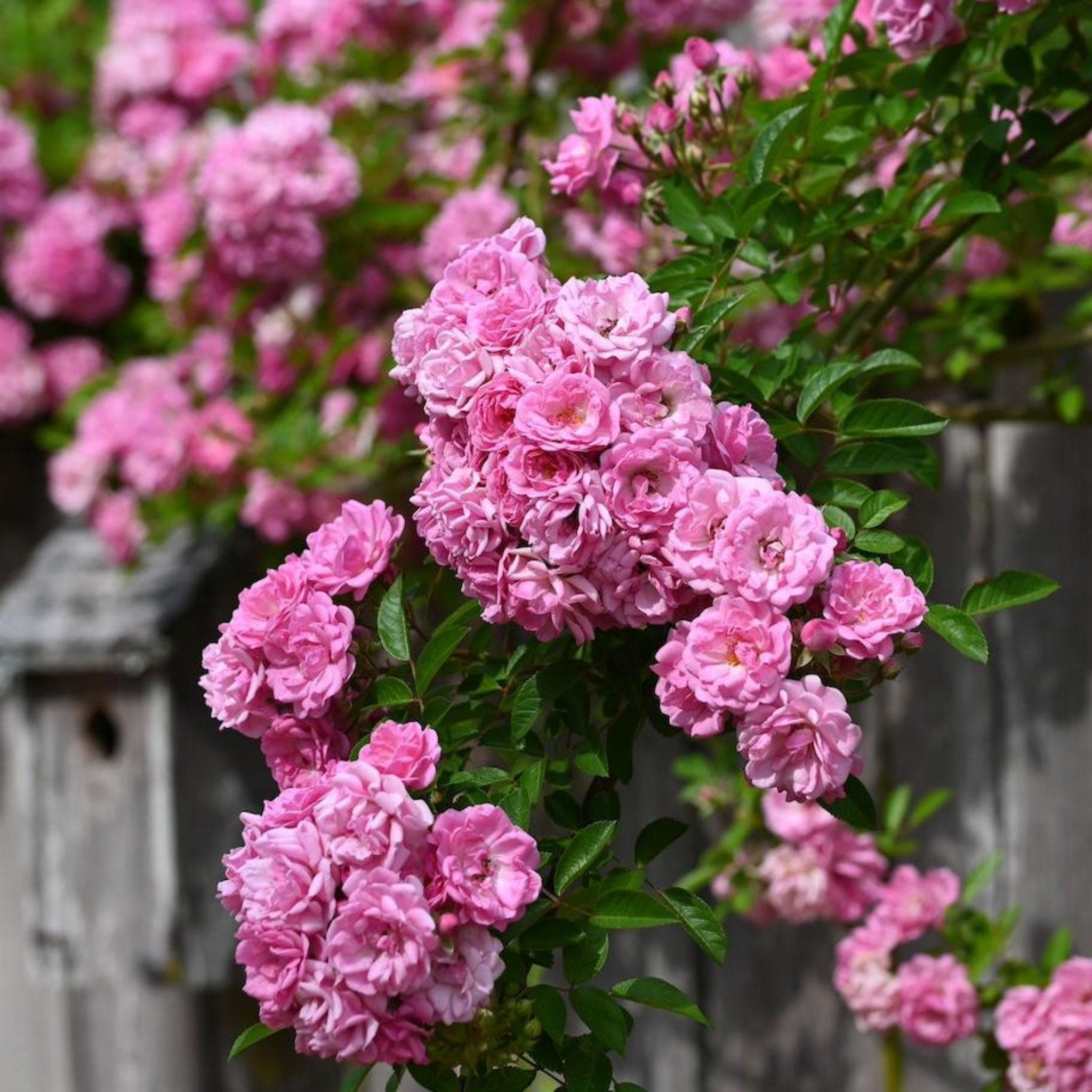 Peggy Martin Climbing Rose - Cheeky Garden