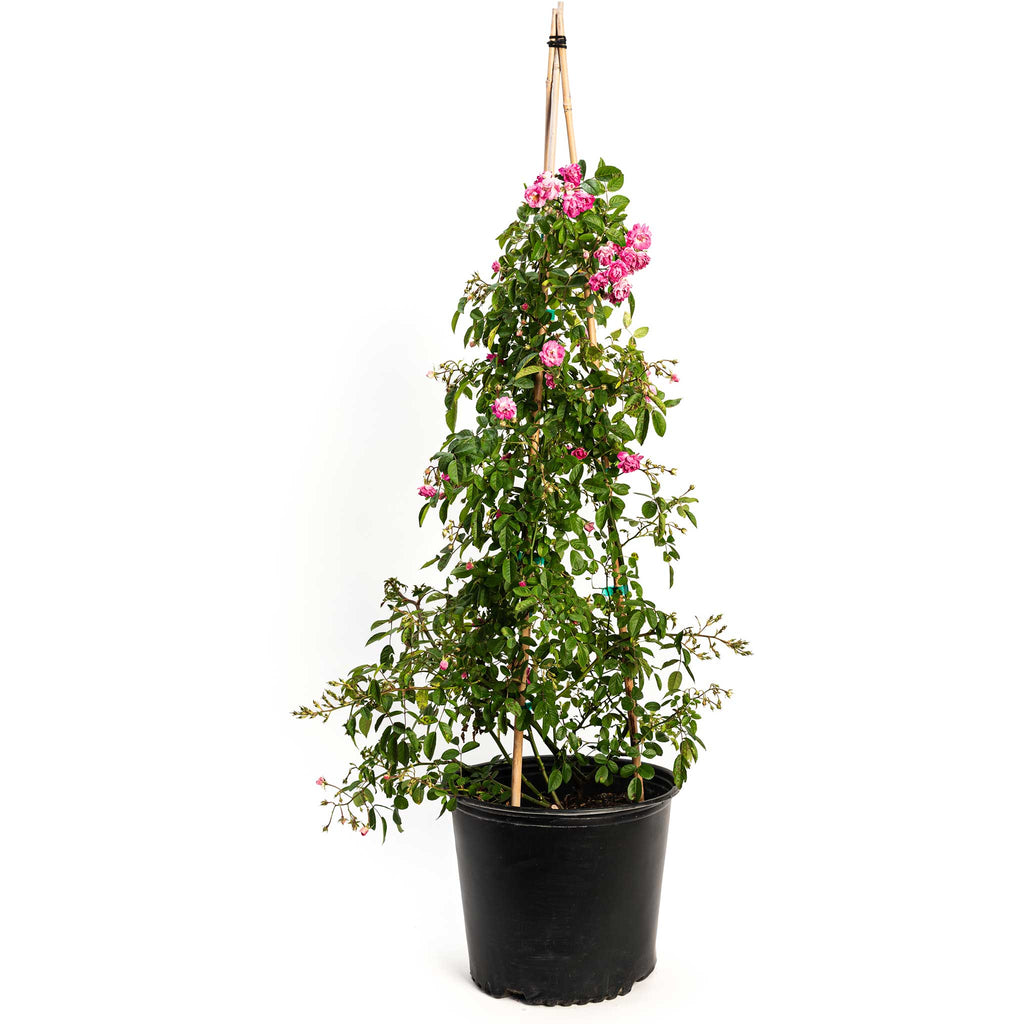 Peggy Martin Climbing Rose - Cheeky Garden