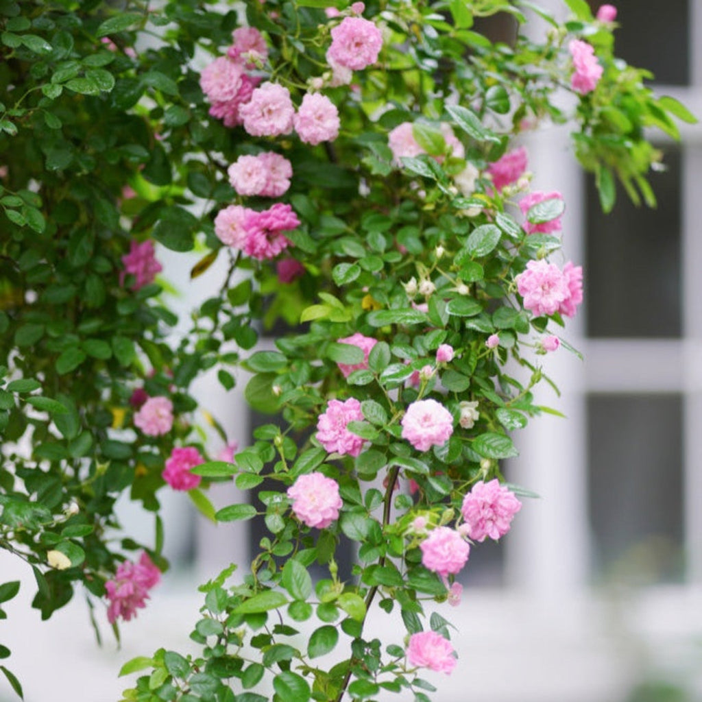 Peggy Martin Climbing Rose - Cheeky Garden
