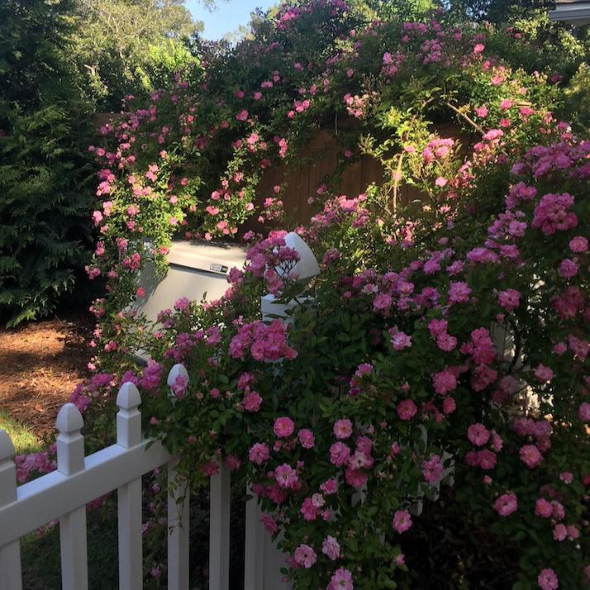 Peggy Martin Climbing Rose - Cheeky Garden