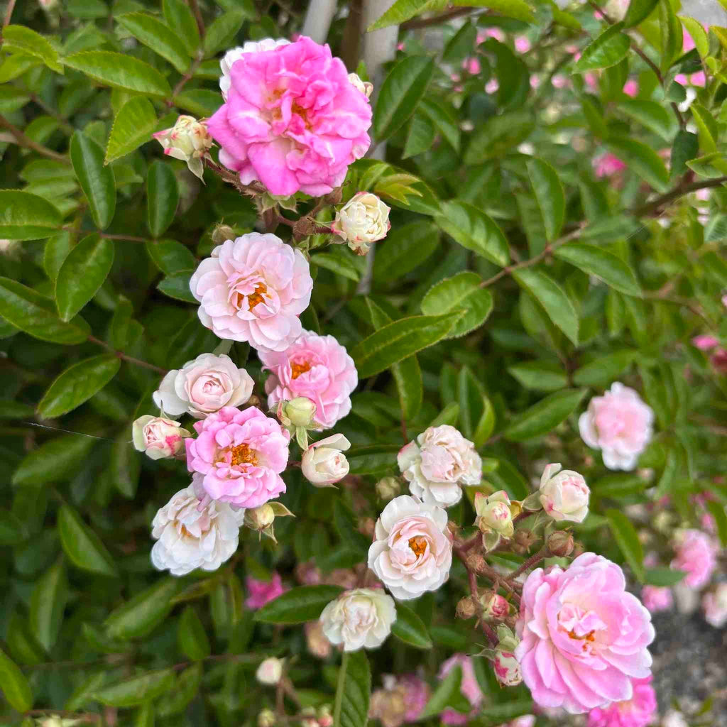 Peggy Martin Climbing Rose - Cheeky Garden