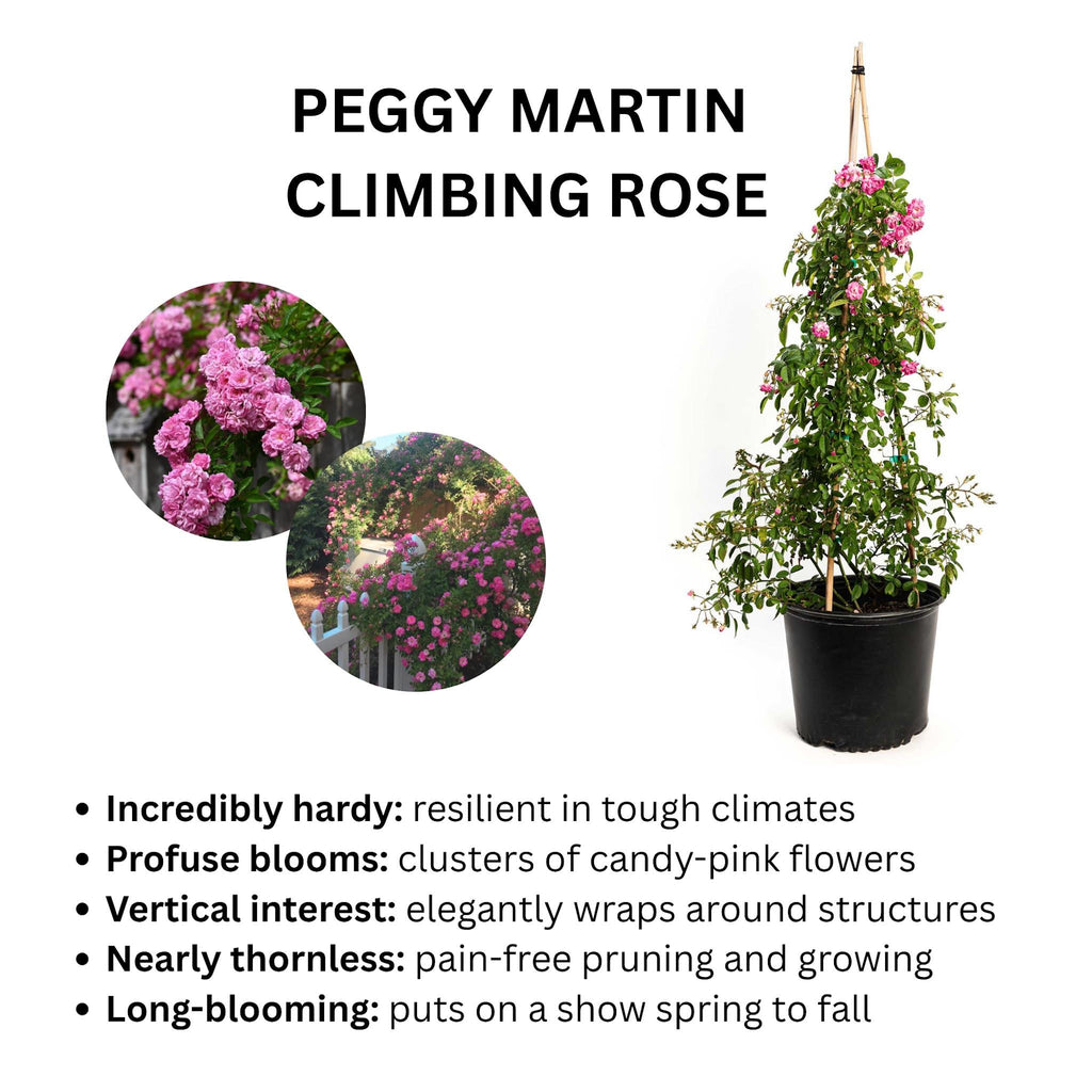 Peggy Martin Climbing Rose - Cheeky Garden
