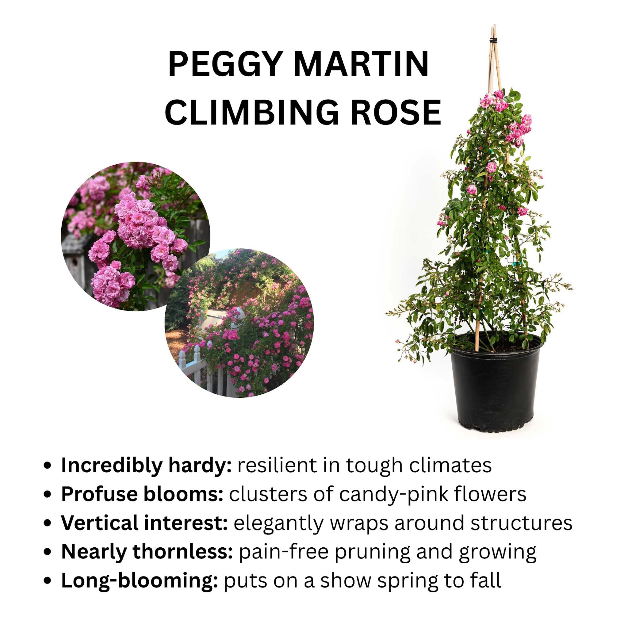 Peggy Martin Climbing Rose - Cheeky Garden