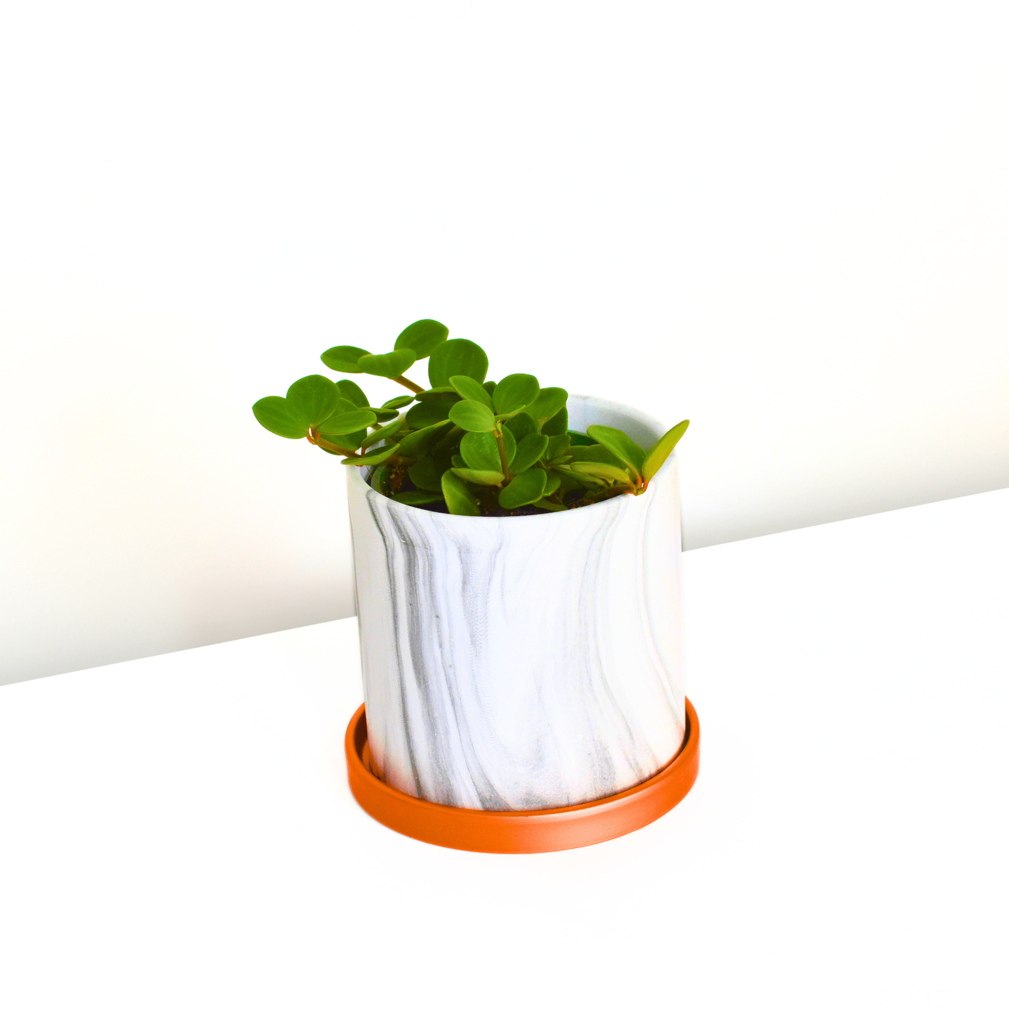 Peperomia Hope ‘Trailing Jade’ Plant - Cheeky Garden