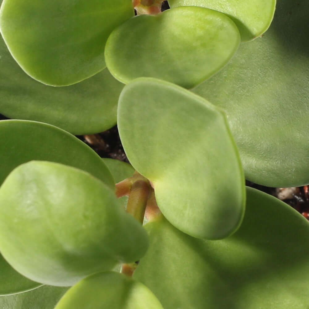 Peperomia Hope ‘Trailing Jade’ Plant - Cheeky Garden