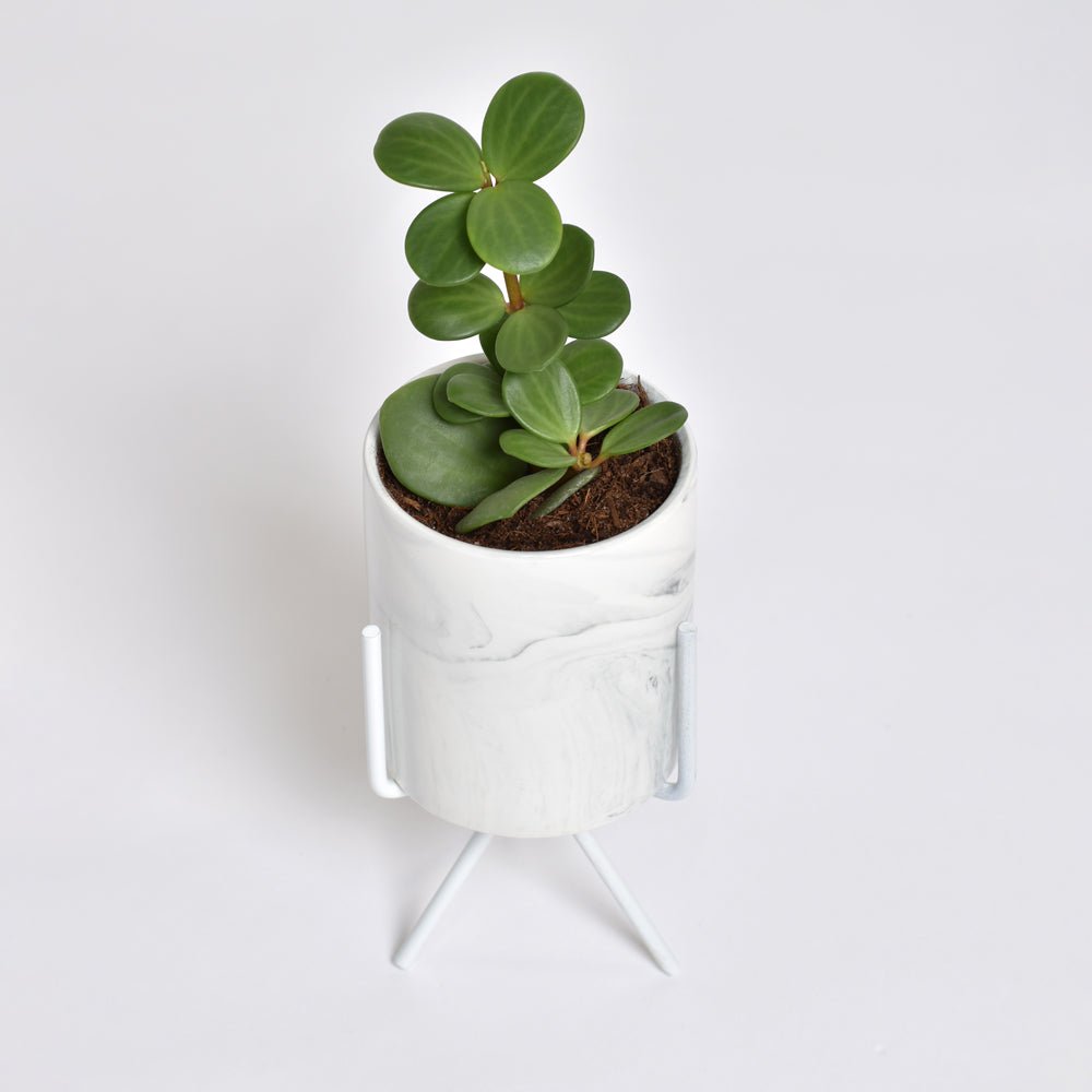 Peperomia Hope ‘Trailing Jade’ Plant - Cheeky Garden