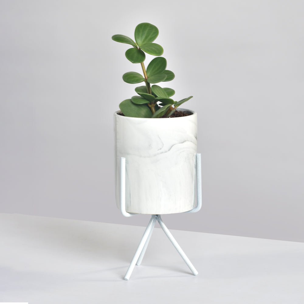Peperomia Hope ‘Trailing Jade’ Plant - Cheeky Garden