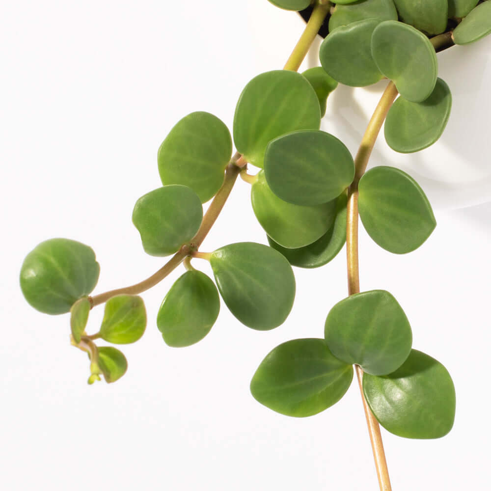 Peperomia Hope ‘Trailing Jade’ Plant - Cheeky Garden