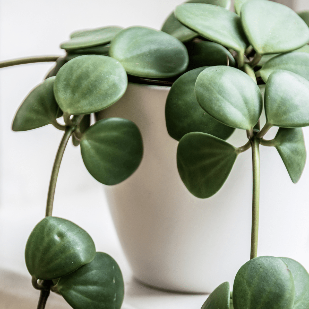 Peperomia Hope ‘Trailing Jade’ Plant - Cheeky Garden