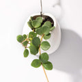 Peperomia Hope ‘Trailing Jade’ Plant - Cheeky Garden