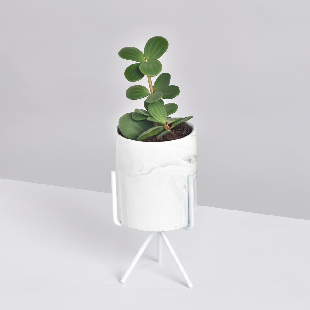 Peperomia Hope ‘Trailing Jade’ Plant - Cheeky Garden