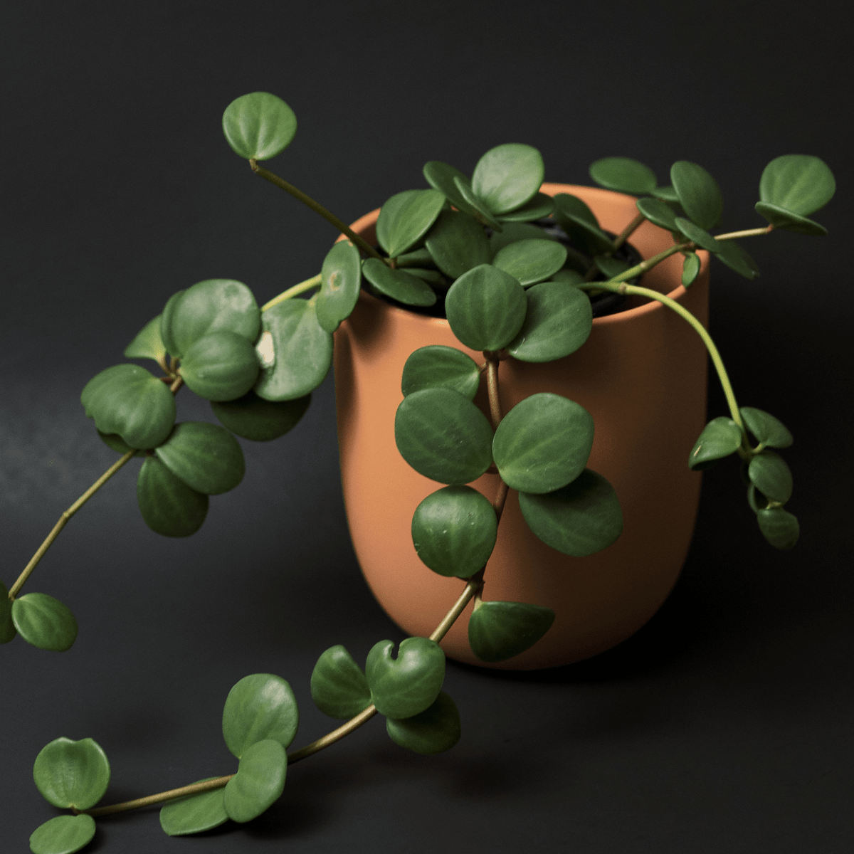 Peperomia Hope ‘Trailing Jade’ Plant - Cheeky Garden