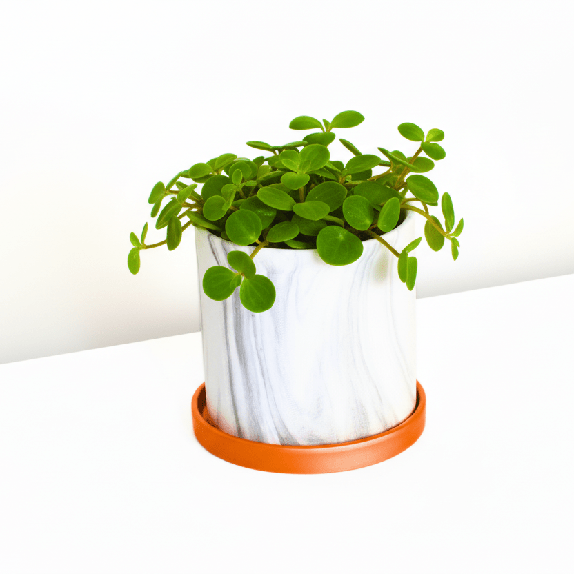 Peperomia Hope ‘Trailing Jade’ Plant - Cheeky Garden