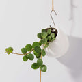 Peperomia Hope ‘Trailing Jade’ Plant - Cheeky Garden