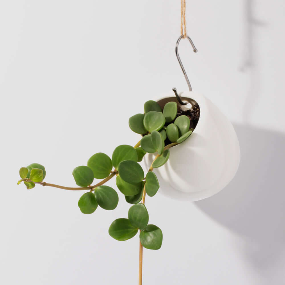 Peperomia Hope ‘Trailing Jade’ Plant - Cheeky Garden