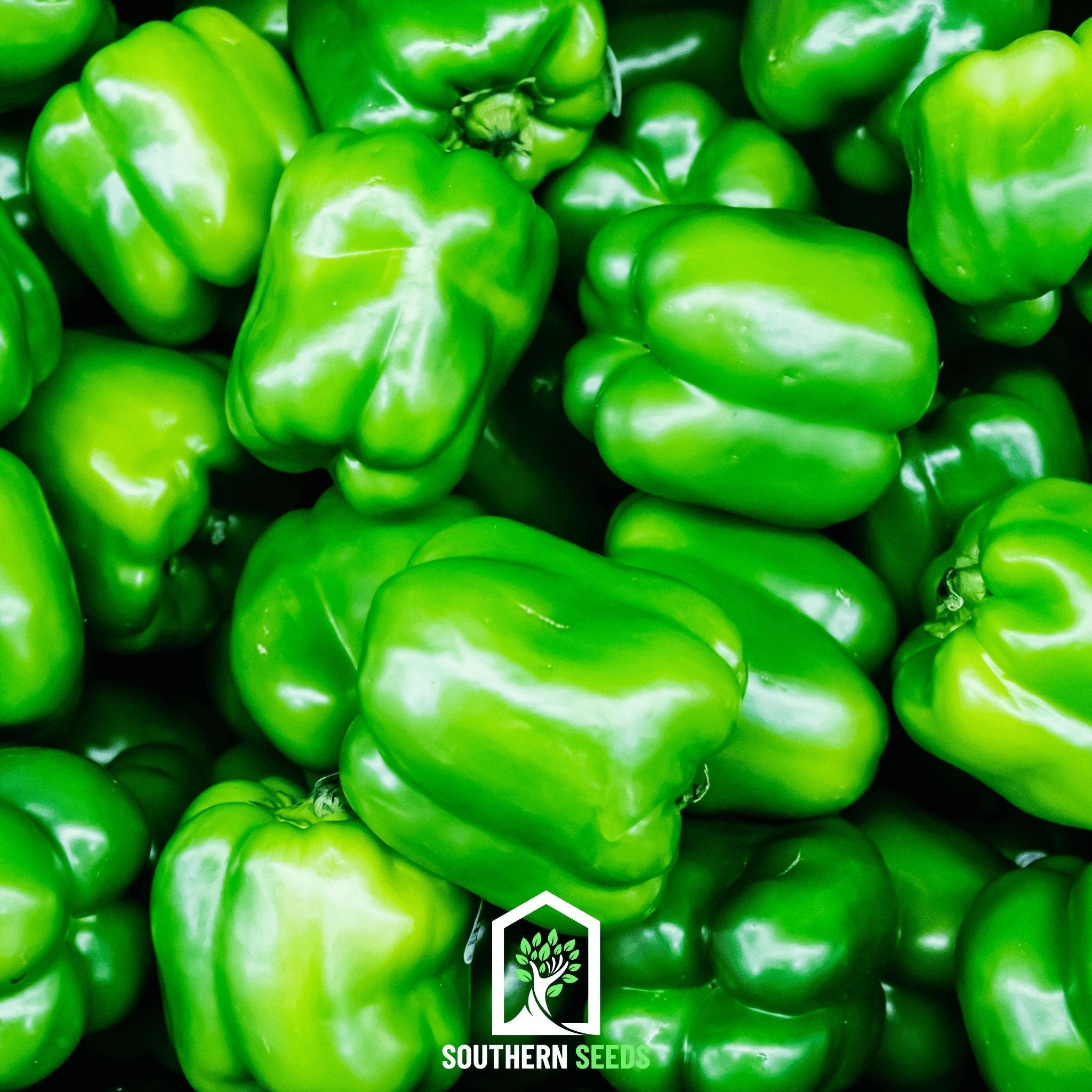 Pepper Seed Collection – 6 Essential Heirloom Peppers - Cheeky Garden