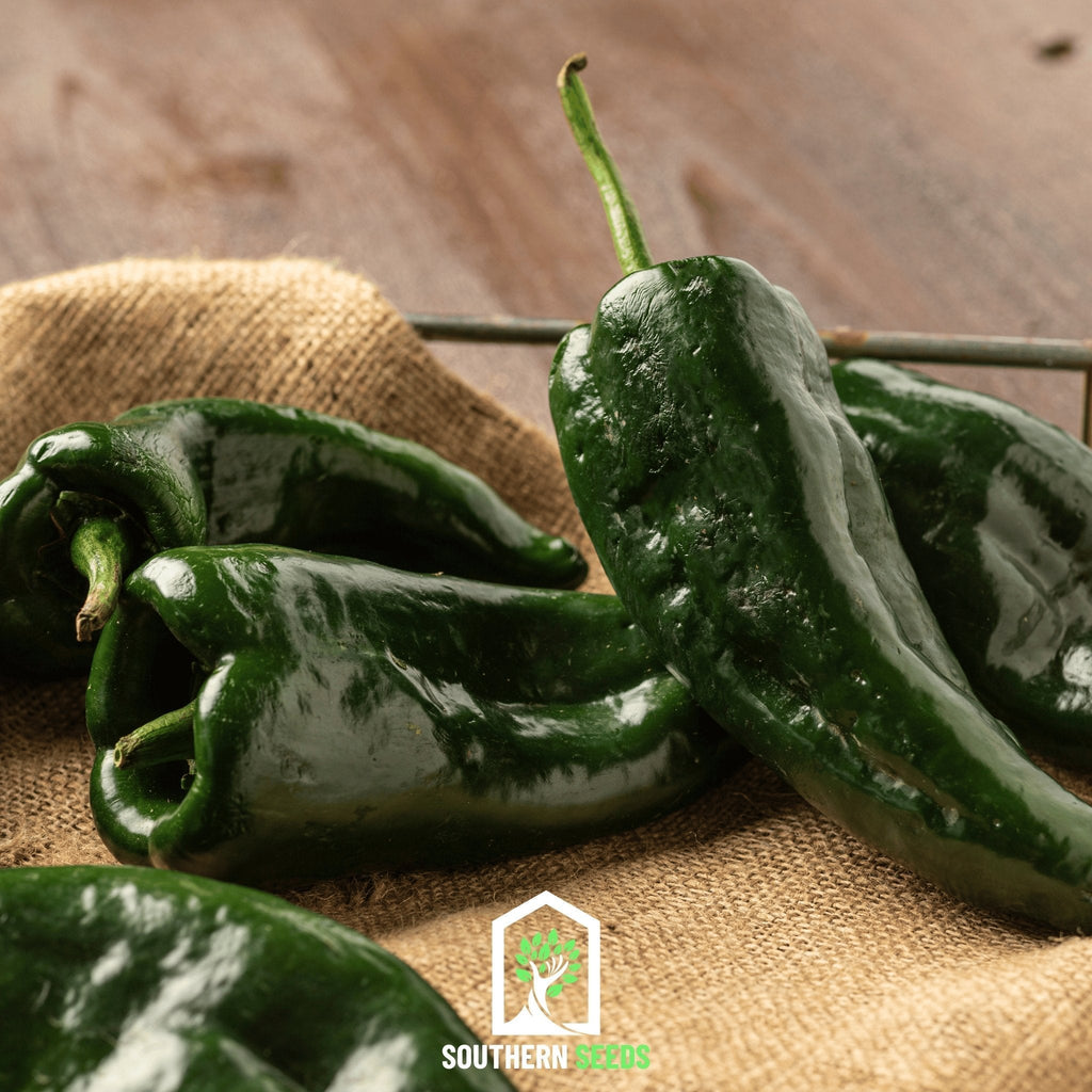 Pepper Seed Collection – 6 Essential Heirloom Peppers - Cheeky Garden