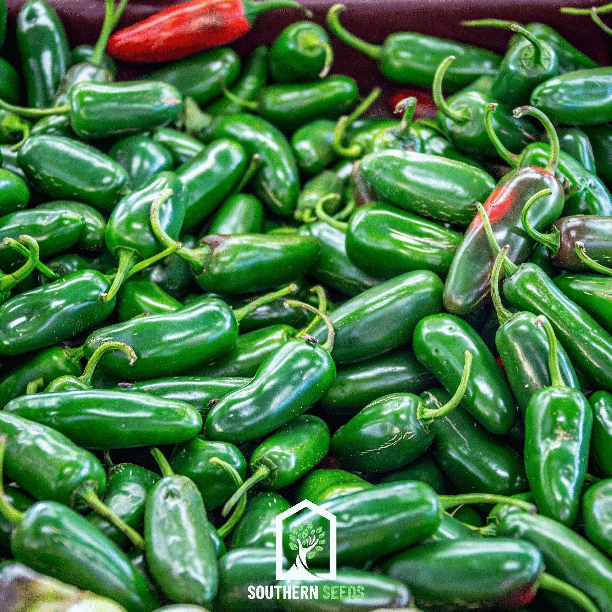 Pepper Seed Collection – 6 Essential Heirloom Peppers - Cheeky Garden