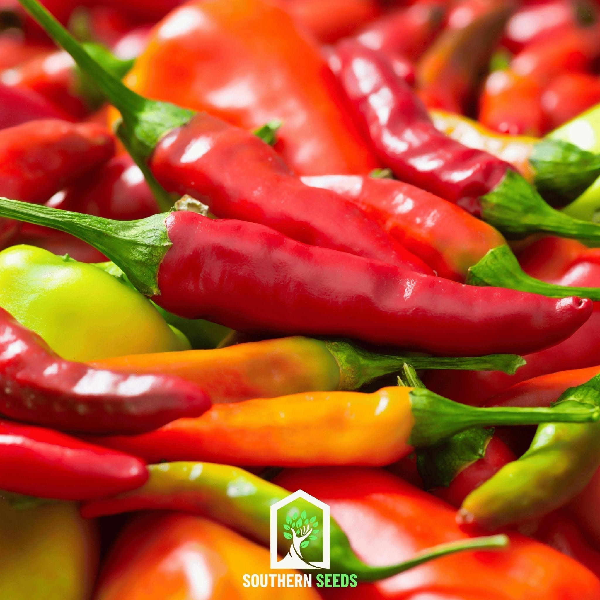 Pepper Seed Collection – 6 Essential Heirloom Peppers - Cheeky Garden