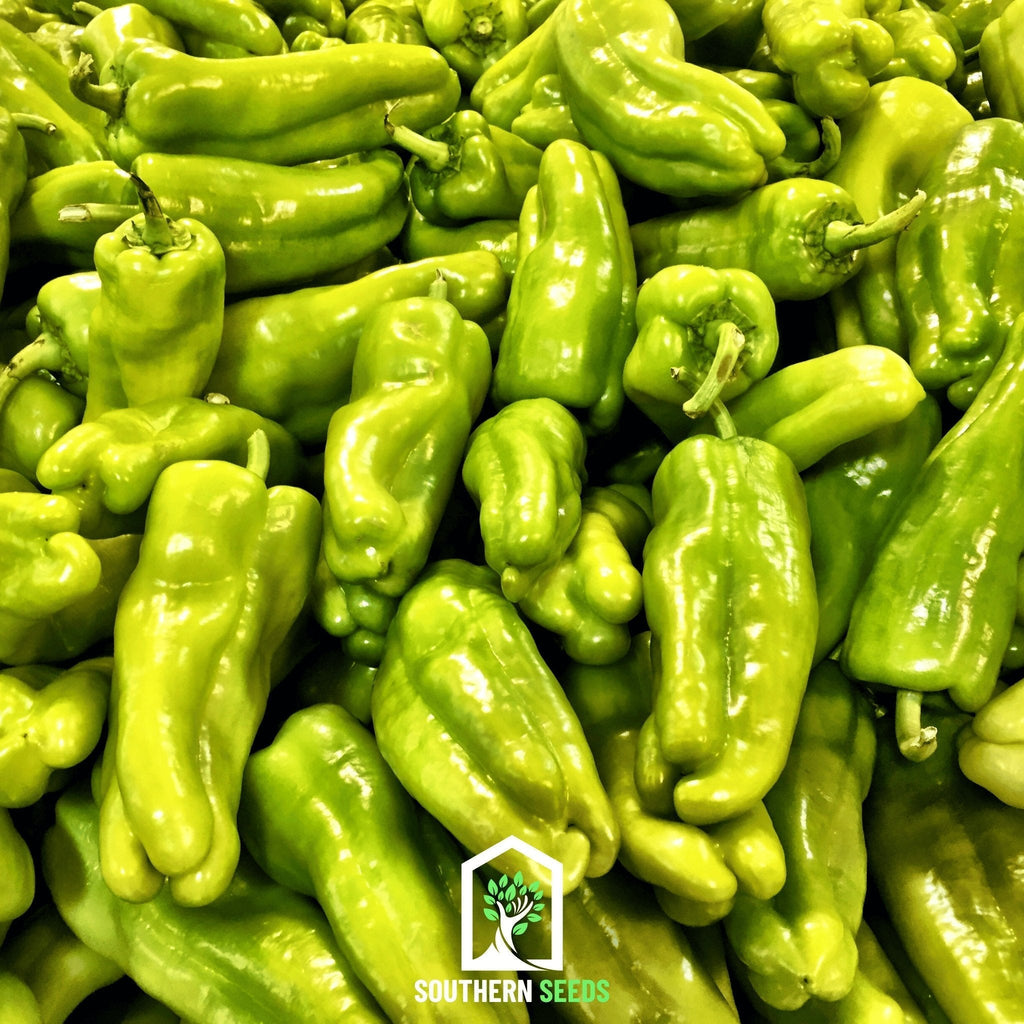 Pepper Seed Collection – 6 Essential Heirloom Peppers - Cheeky Garden