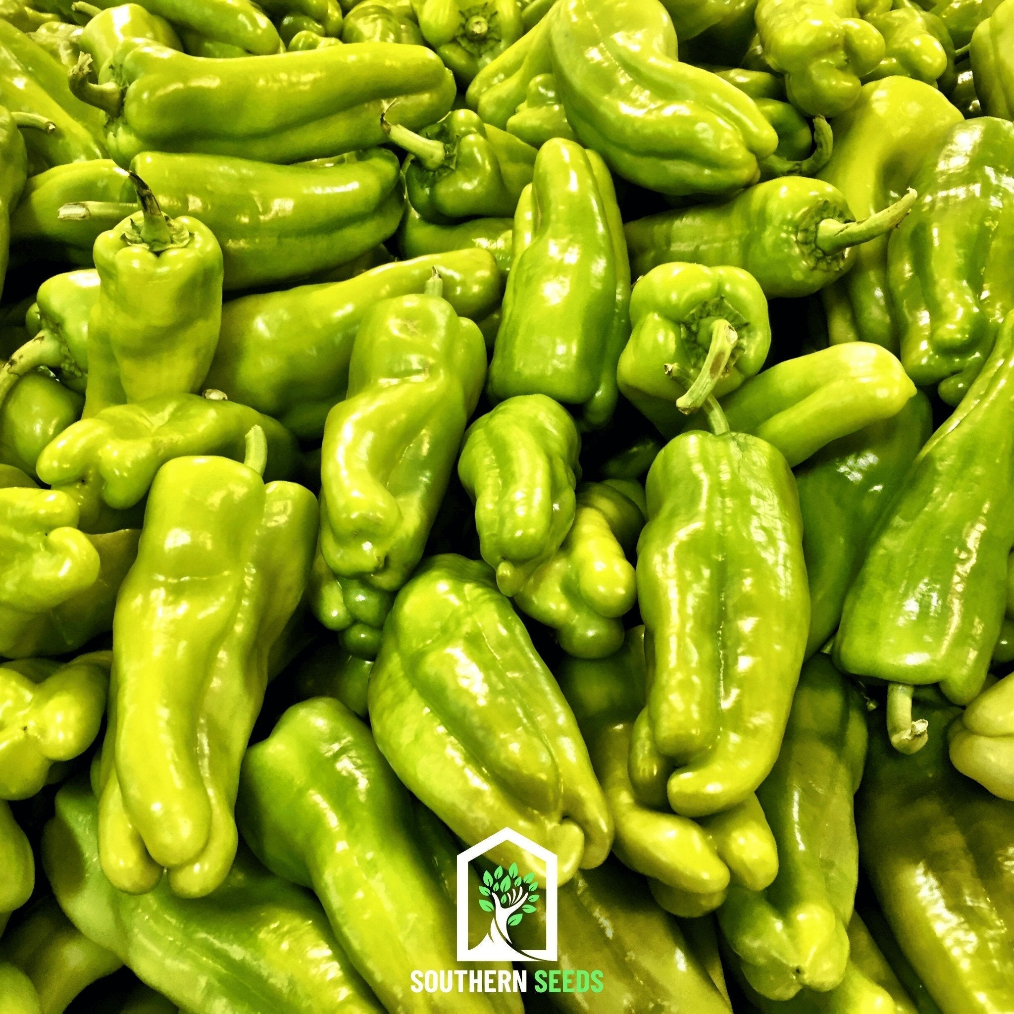Pepper Seed Collection – 6 Essential Heirloom Peppers - Cheeky Garden