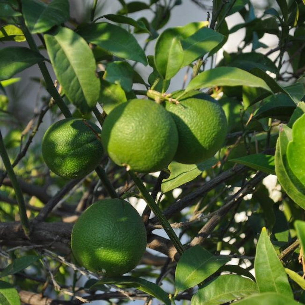 Persian 'Bearss' Lime Tree (FL) - Cheeky Garden