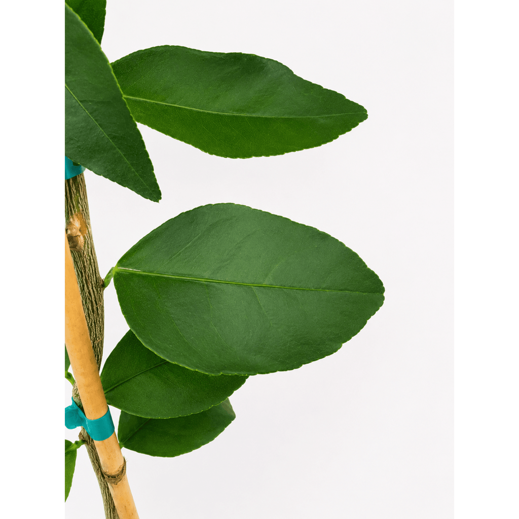 Persian 'Bearss' Lime Tree (FL) - Cheeky Garden