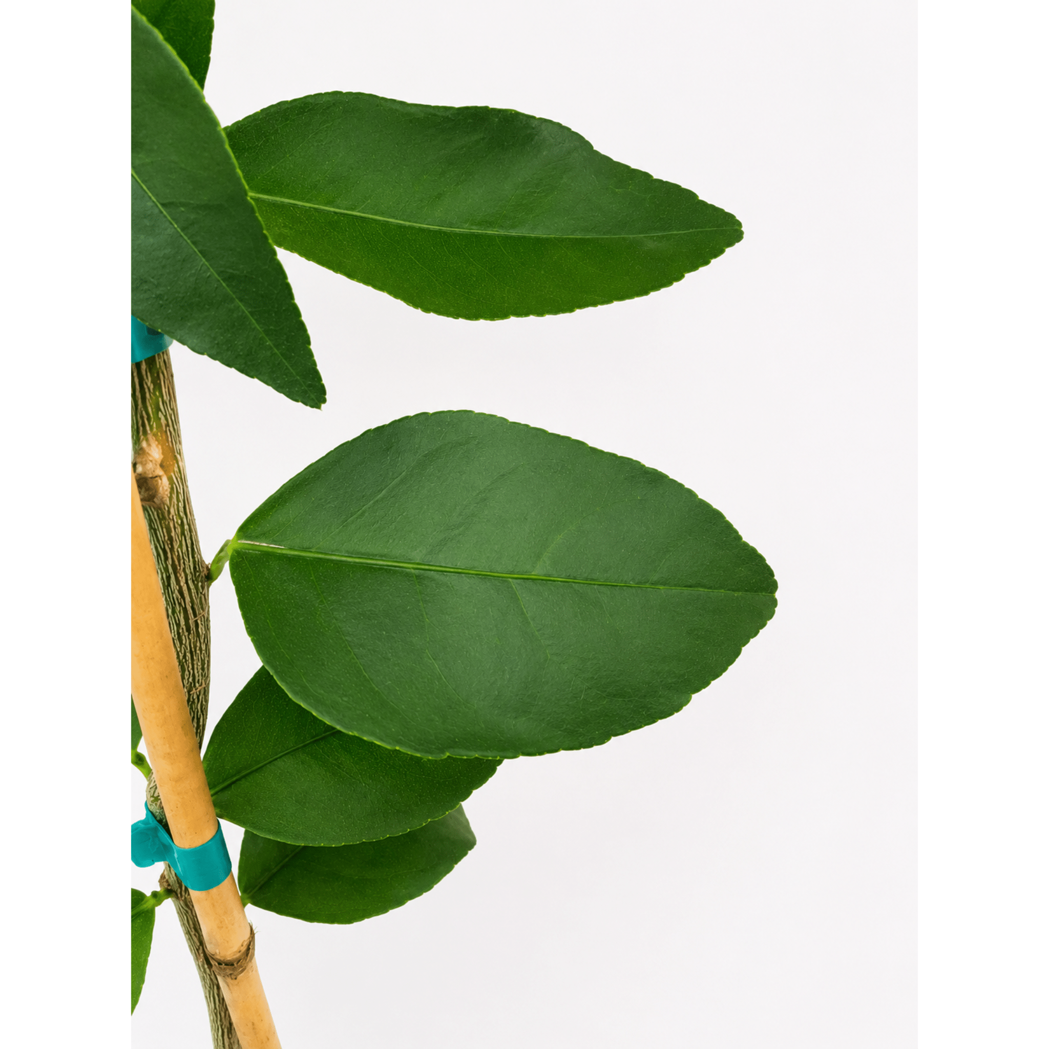 Persian 'Bearss' Lime Tree (FL) - Cheeky Garden