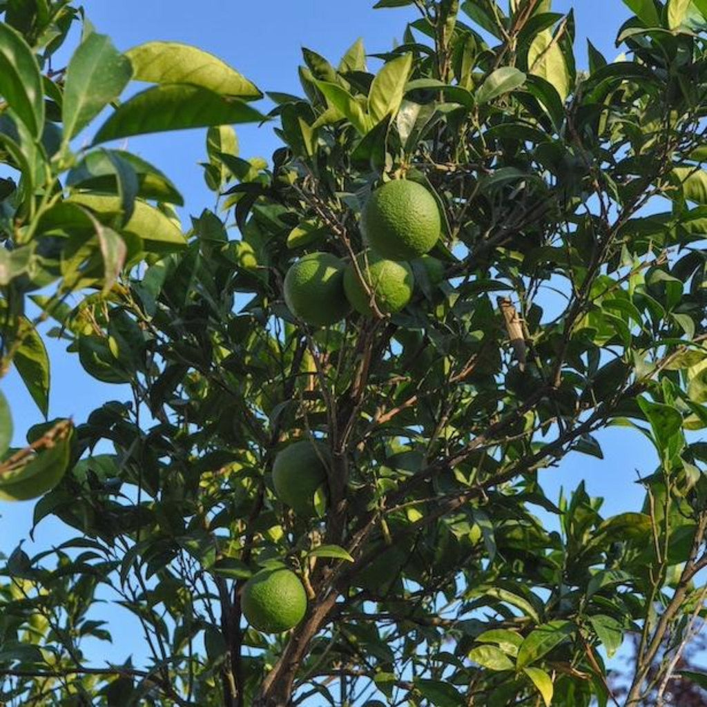 Persian 'Bearss' Lime Tree (FL) - Cheeky Garden