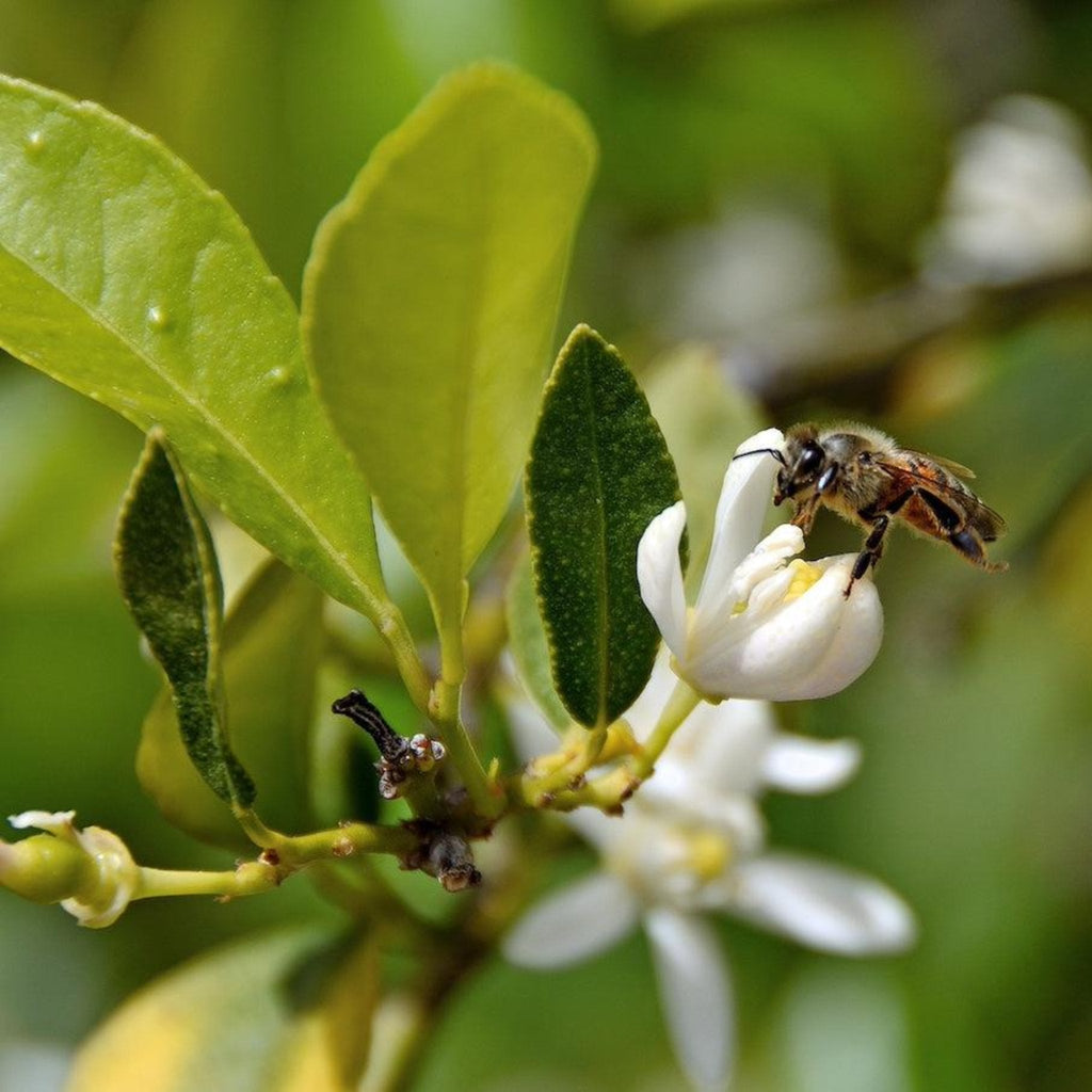 Persian 'Bearss' Lime Tree (FL) - Cheeky Garden