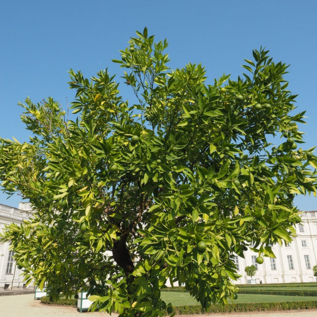 Persian 'Bearss' Lime Tree (FL) - Cheeky Garden