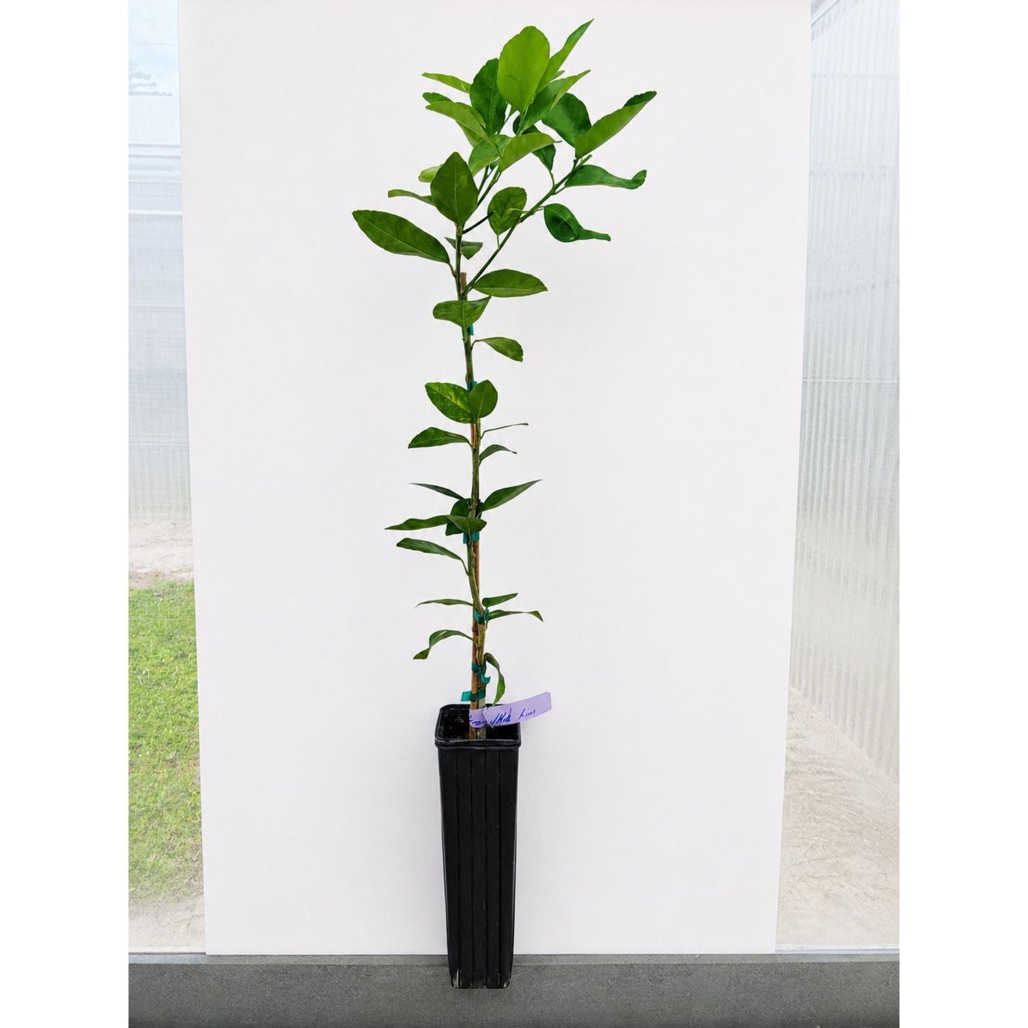 Persian 'Bearss' Lime Tree (FL) - Cheeky Garden