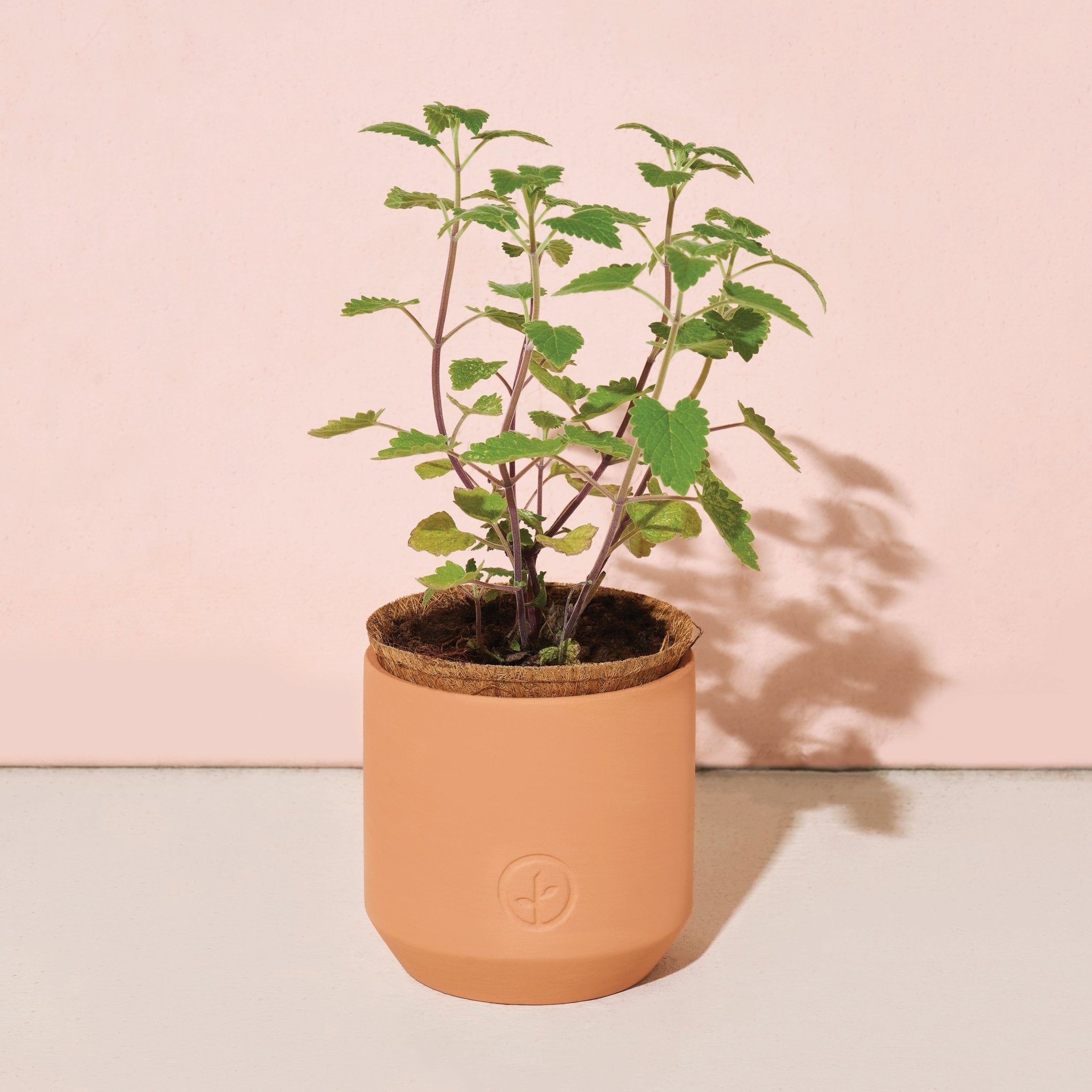 Pet Tiny Terracotta Grow Kits - Cheeky Garden