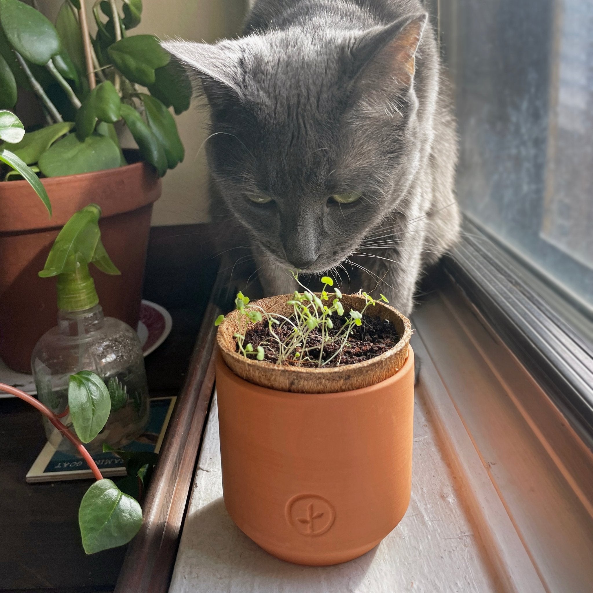 Pet Tiny Terracotta Grow Kits - Cheeky Garden