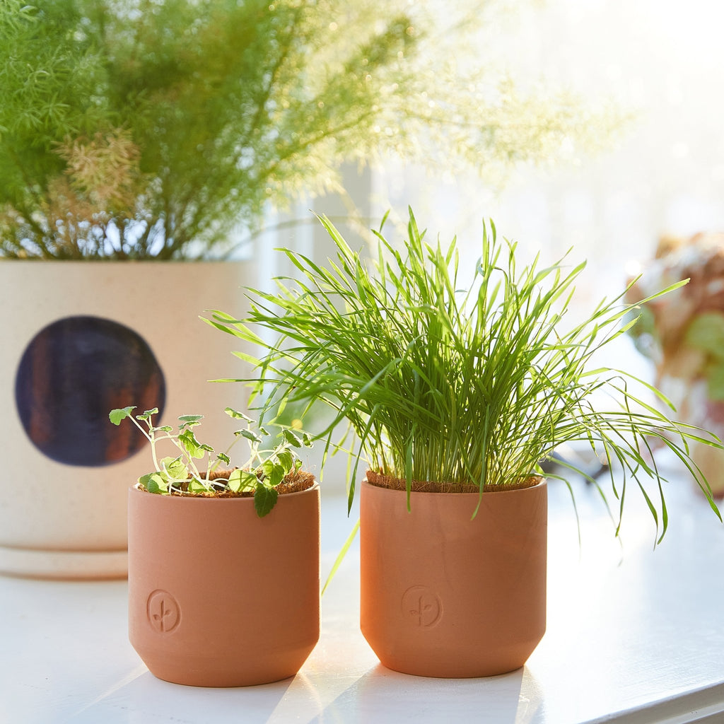 Pet Tiny Terracotta Grow Kits - Cheeky Garden