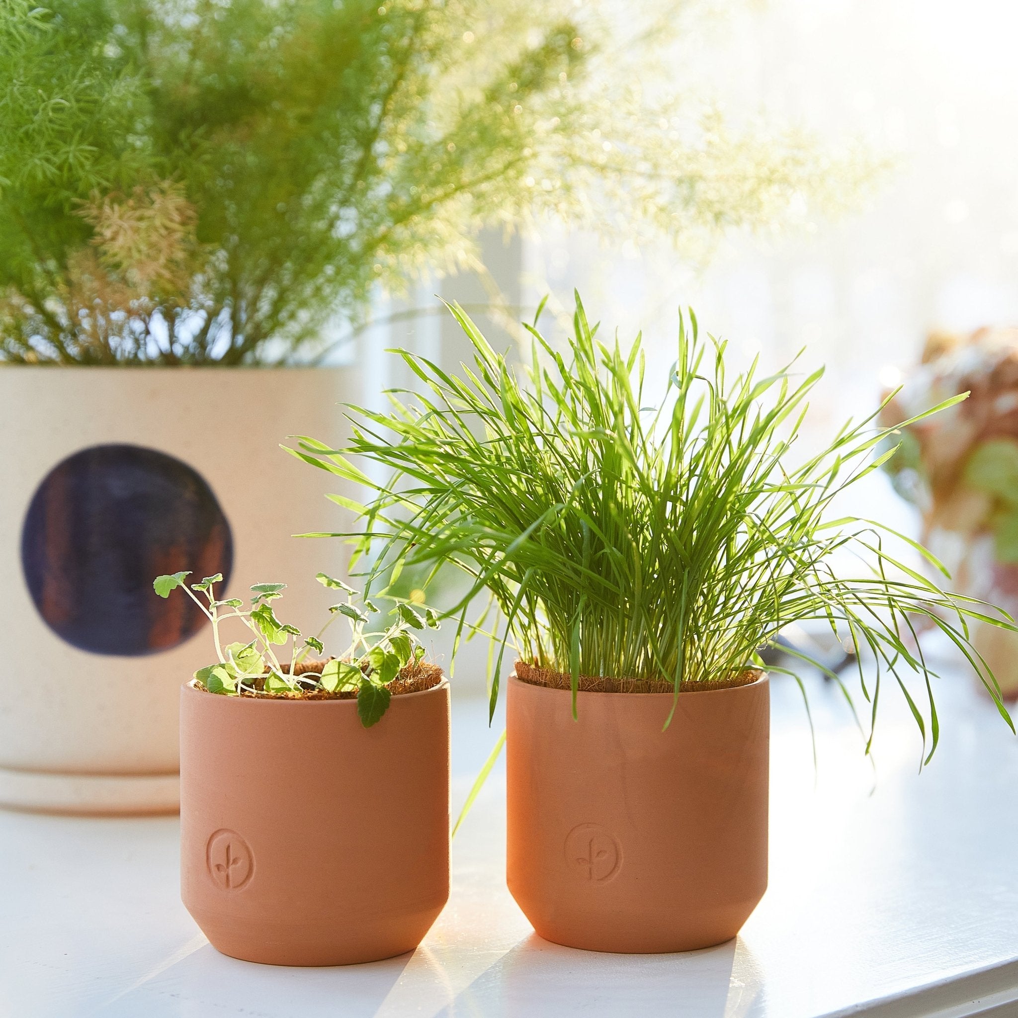 Pet Tiny Terracotta Grow Kits - Cheeky Garden
