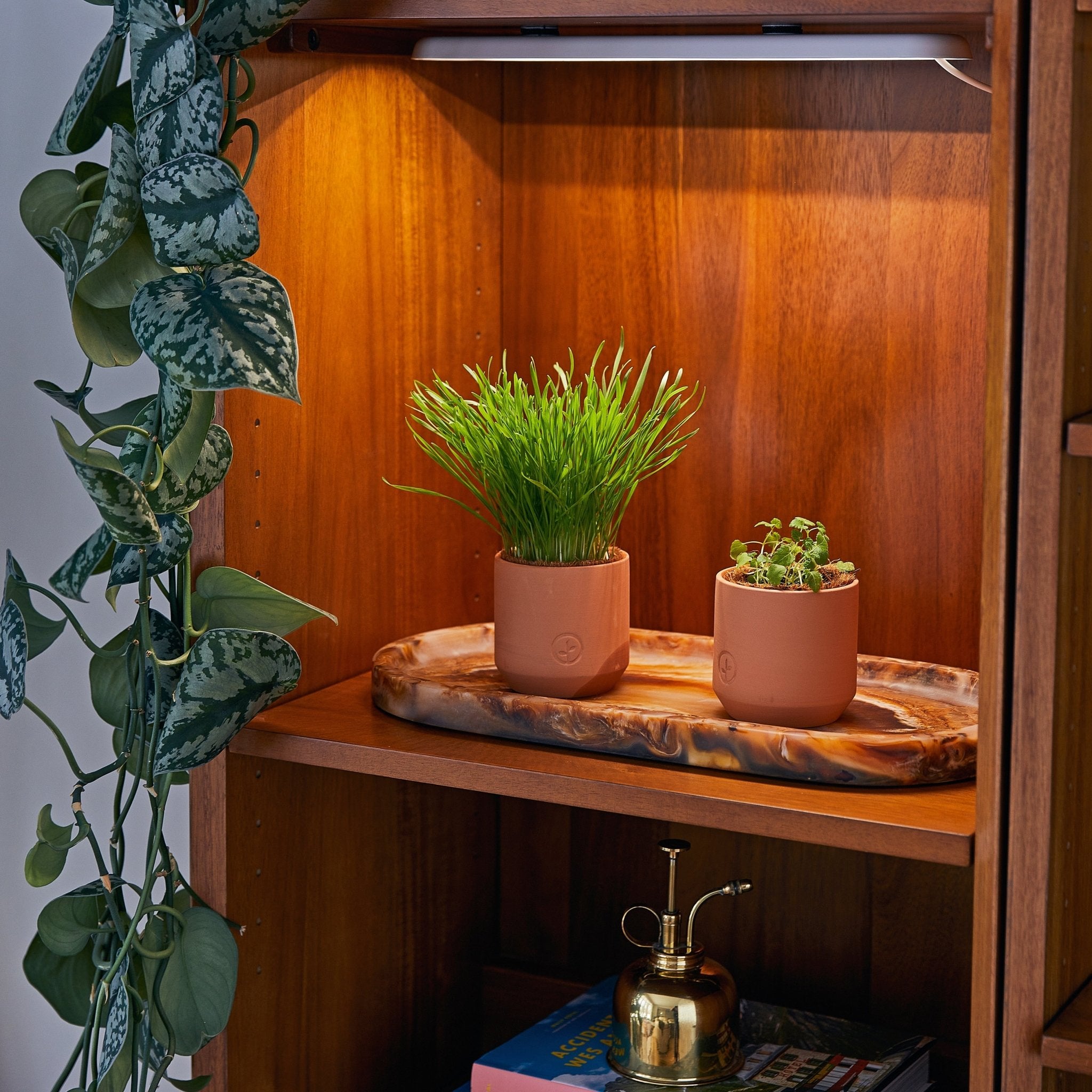 Pet Tiny Terracotta Grow Kits - Cheeky Garden