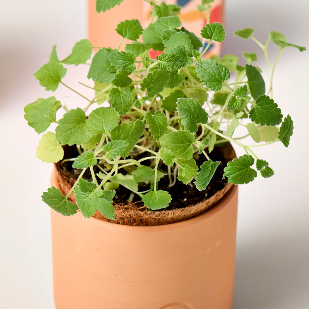 Pet Tiny Terracotta Grow Kits - Cheeky Garden