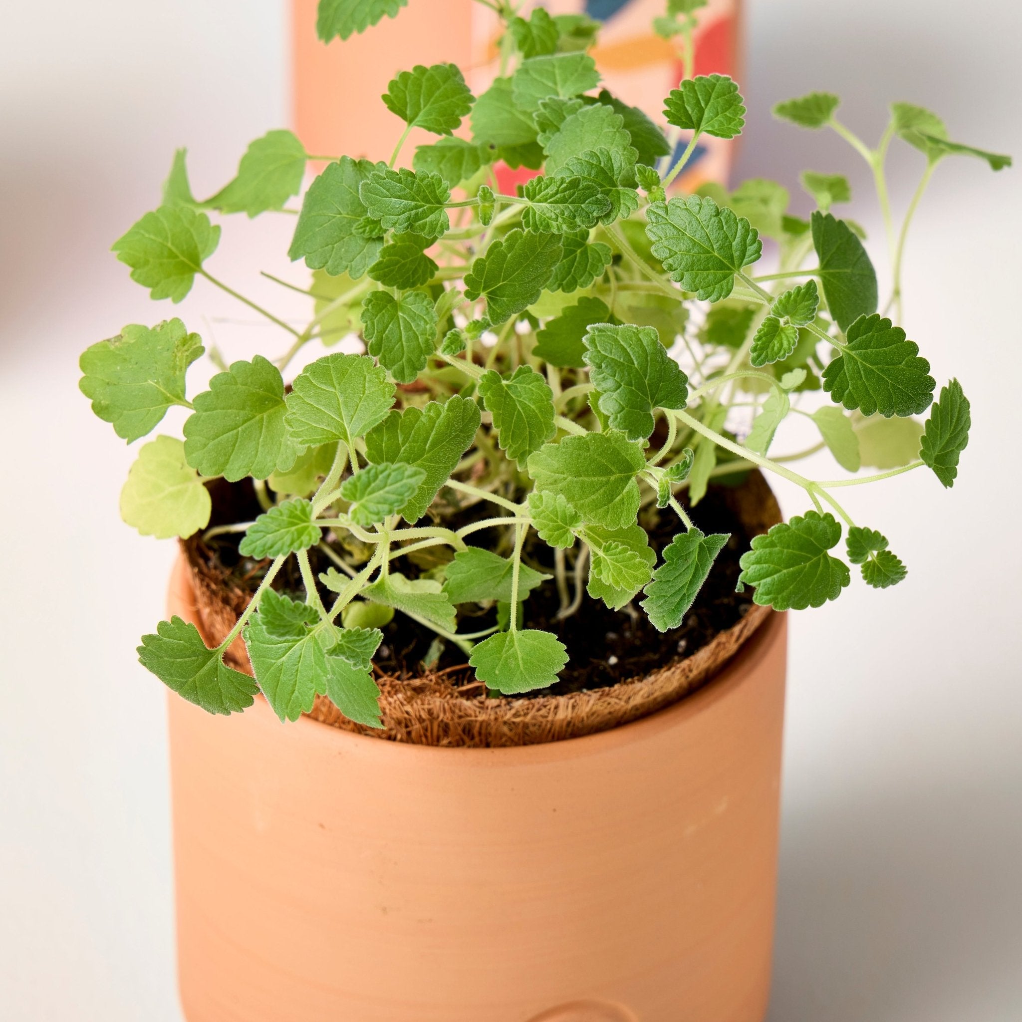 Pet Tiny Terracotta Grow Kits - Cheeky Garden