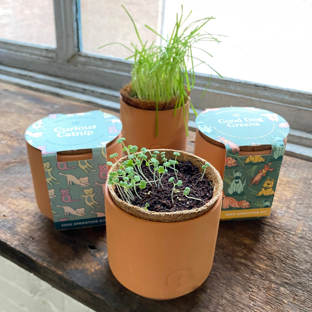 Pet Tiny Terracotta Grow Kits - Cheeky Garden